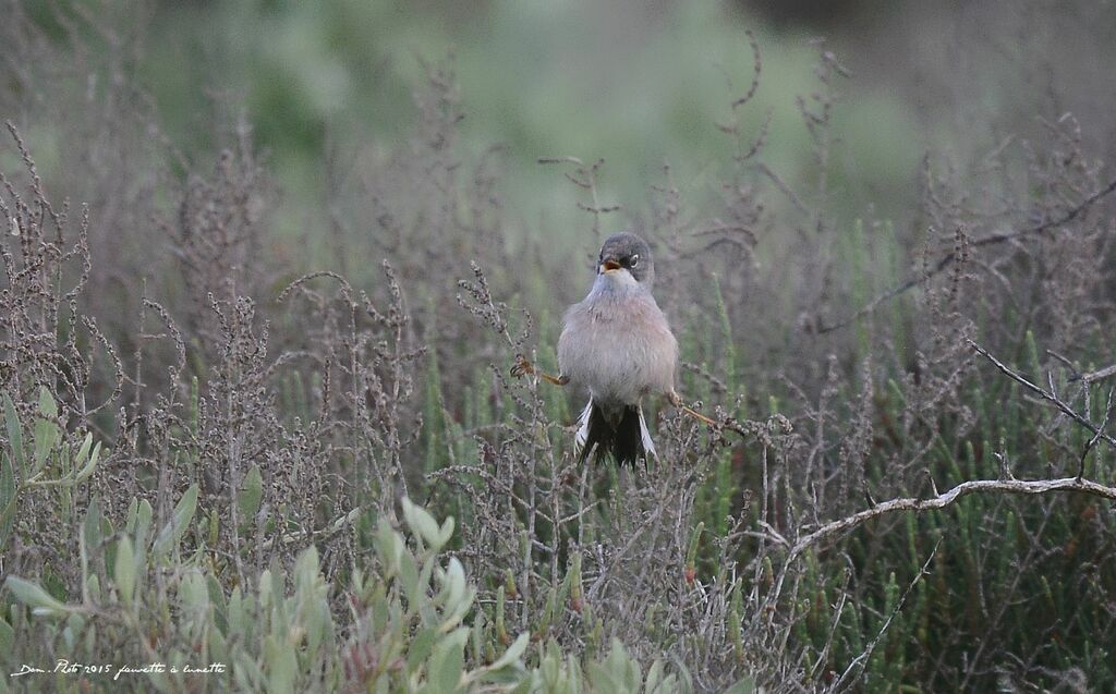 Spectacled Warbler