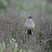 Spectacled Warbler