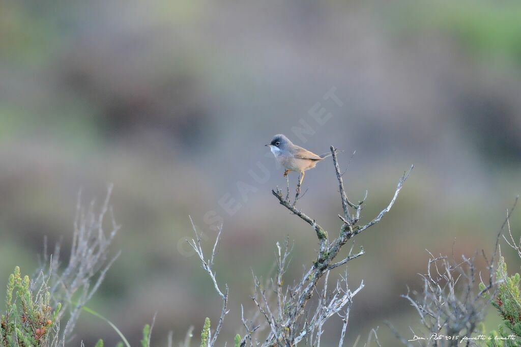 Spectacled Warbler