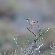 Spectacled Warbler