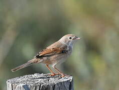 Spectacled Warbler