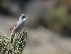 Spectacled Warbler