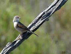 Spectacled Warbler