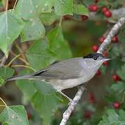 Eurasian Blackcap