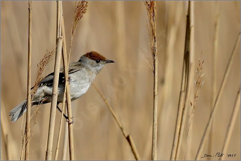 Eurasian Blackcap