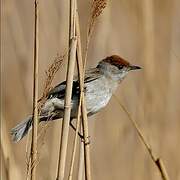 Eurasian Blackcap