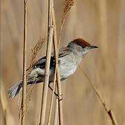 Eurasian Blackcap