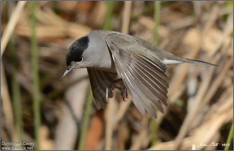 Eurasian Blackcapadult, Flight