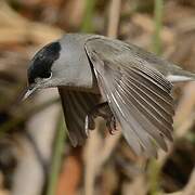 Eurasian Blackcap