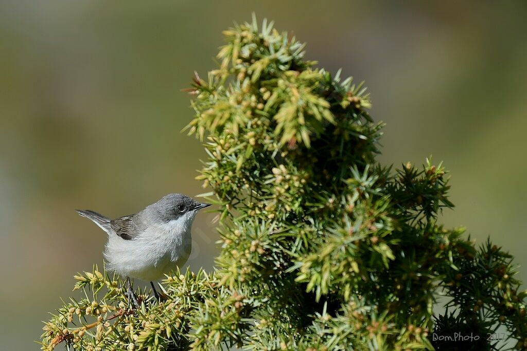 Lesser Whitethroat