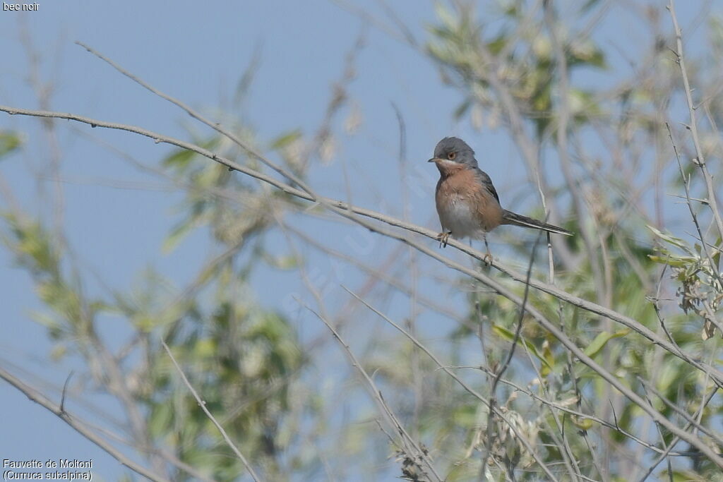 Moltoni's Warbler