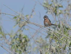 Moltoni's Warbler