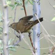 Garden Warbler