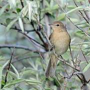 Garden Warbler