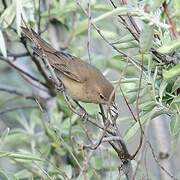 Garden Warbler