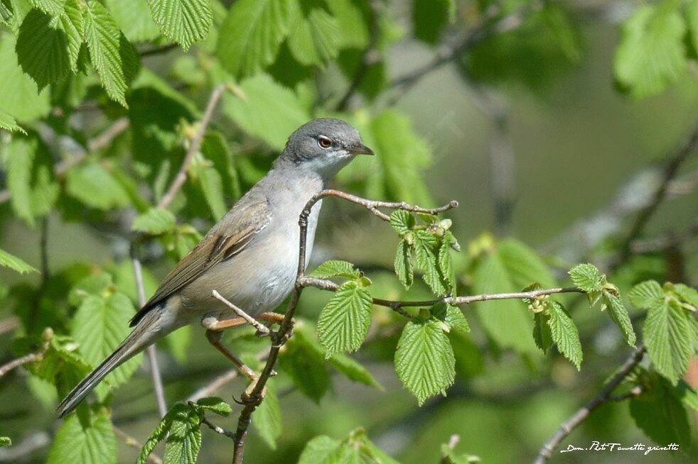 Common Whitethroat