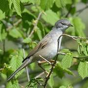 Common Whitethroat