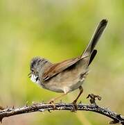 Common Whitethroat