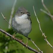 Common Whitethroat