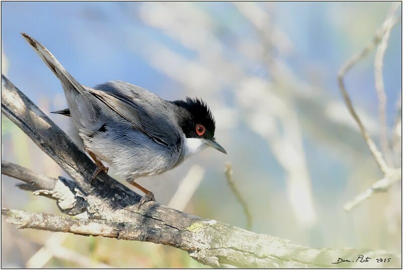 Sardinian Warbler