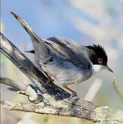 Sardinian Warbler