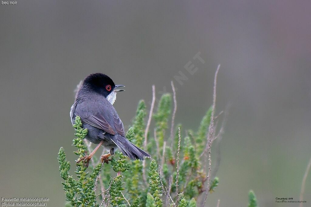 Sardinian Warbler