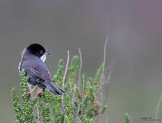 Sardinian Warbler