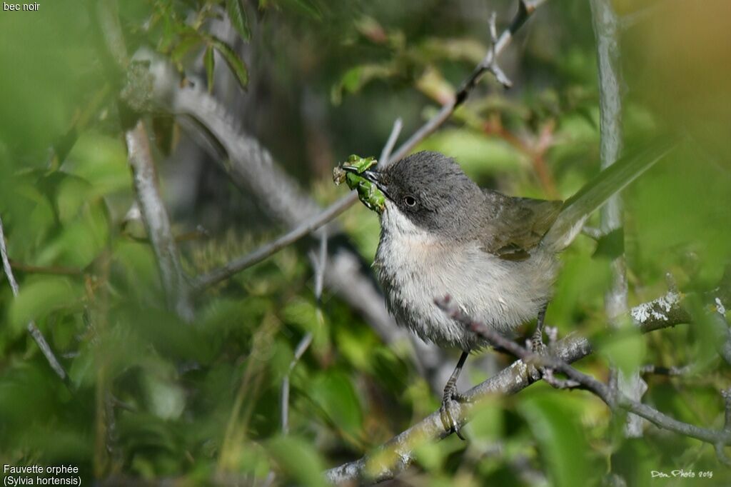 Western Orphean Warbleradult, feeding habits