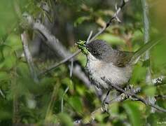 Western Orphean Warbler