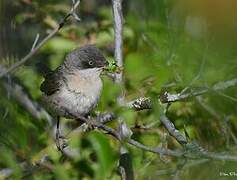 Western Orphean Warbler