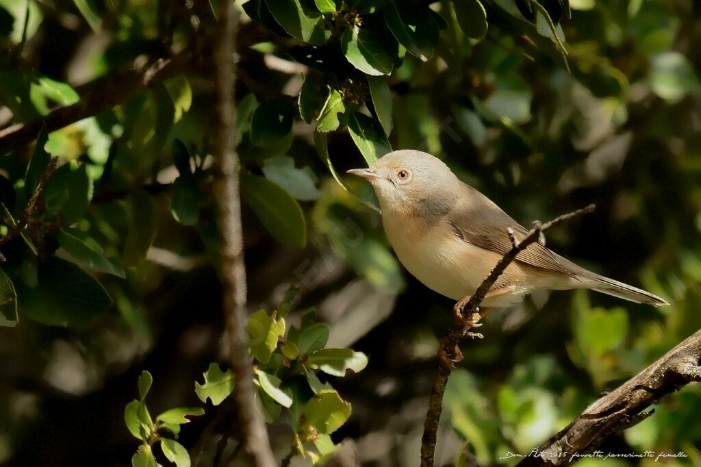 Subalpine Warbler female adult