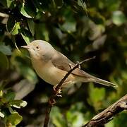 Subalpine Warbler