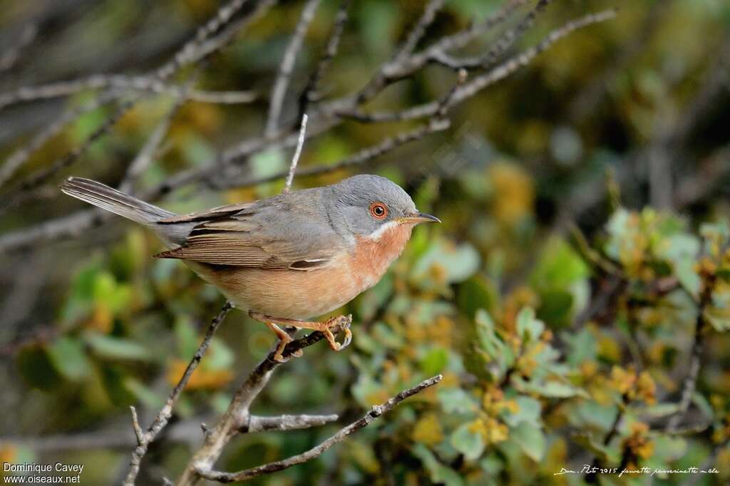 Fauvette passerinette mâle adulte, identification