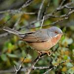 Fauvette passerinette