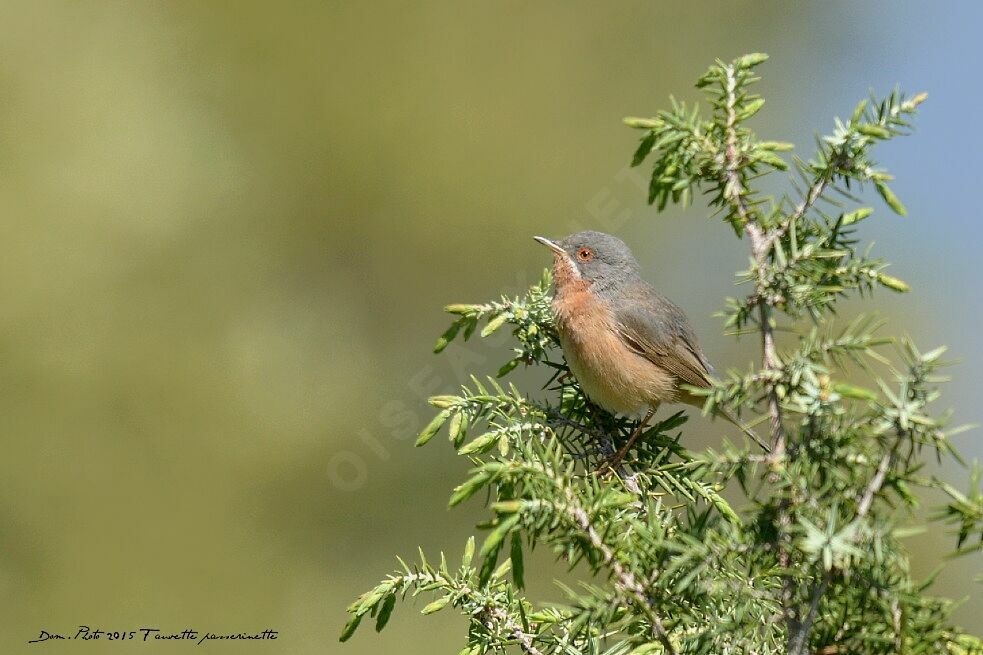 Western Subalpine Warbler