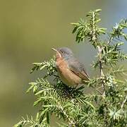 Subalpine Warbler