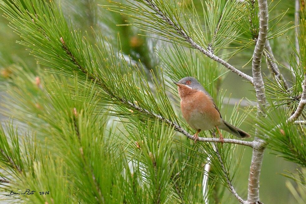 Subalpine Warbler