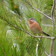 Western Subalpine Warbler