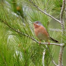 Fauvette passerinette