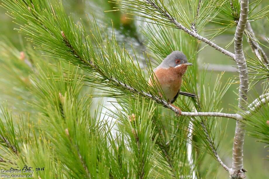 Fauvette passerinette mâle adulte nuptial, habitat