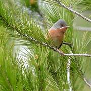 Western Subalpine Warbler