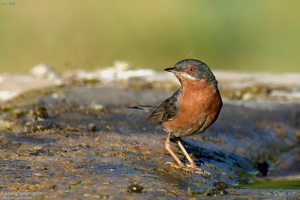 Subalpine Warbler