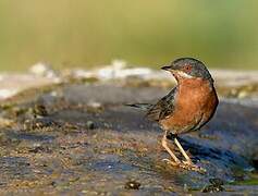 Subalpine Warbler