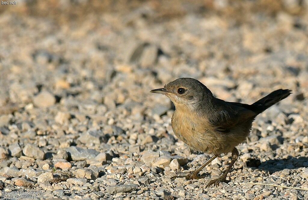 Fauvette passerinetteimmature