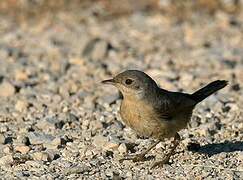 Western Subalpine Warbler