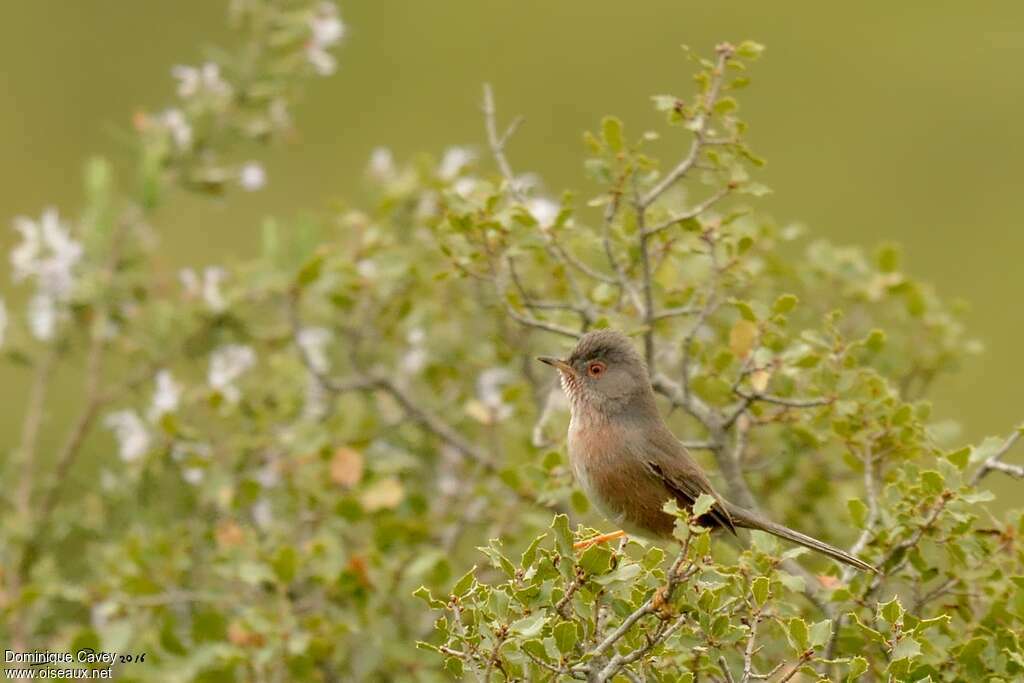 Dartford Warbler female adult breeding, identification