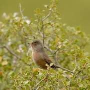 Dartford Warbler