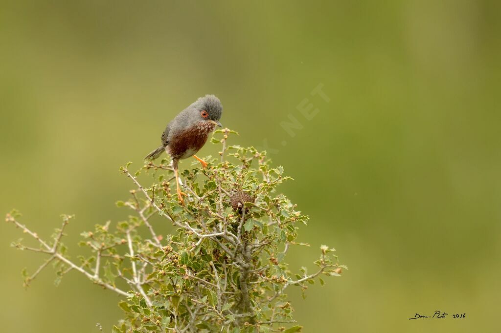 Dartford Warbler