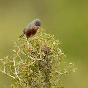 Dartford Warbler