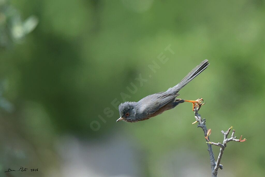 Dartford Warbler